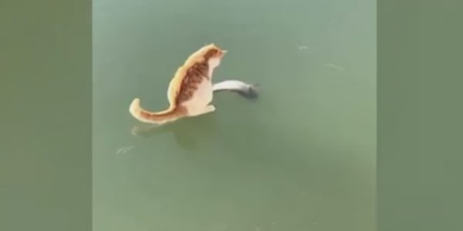 Ekme�ini buzdan ��karmaya �al��an sevimli kedi