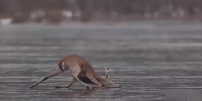 Donmu� g�le yap��an geyi�in kurtar�lma anlar�