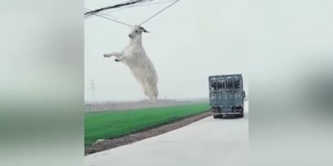 Kamyondan ka�maya �al���rken tellerde as�l� kald�