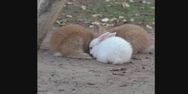 Tav�anlar�n hem yiyece�ini hem de akl�n� ald�