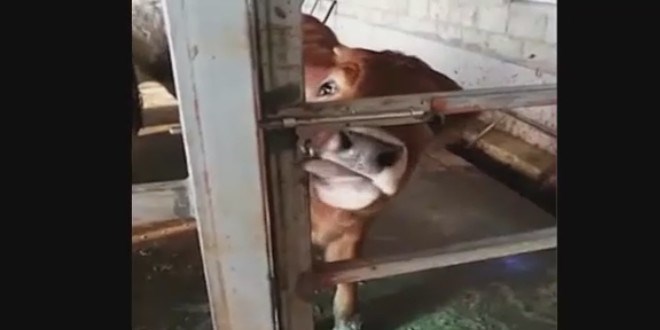 Diliyle kilitli kap�lar� a�an ak�ll� buza��