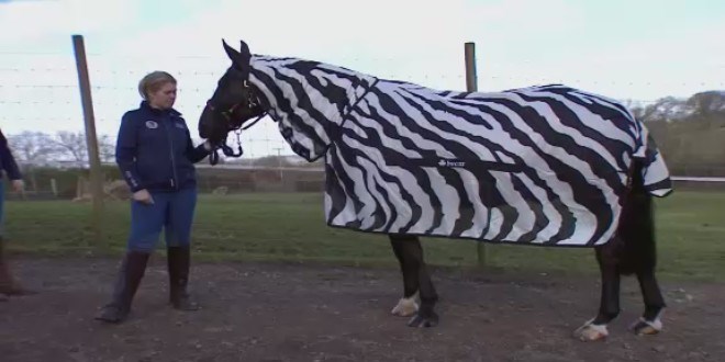 Zebralar�n �zerindeki �izgiler ne i�e yarar?