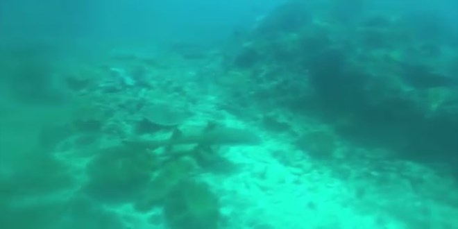 Ahtapotu sakland��� yerde avlayan k�pek bal���