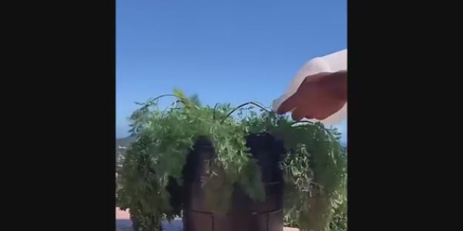 Kurumu� �i�e�in suyla bulu�tu�u an