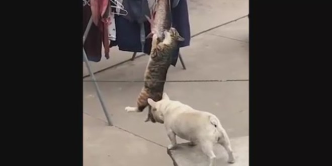 As�l� bal��� yemeye �al��an kediye k�pek b�yle engel oldu