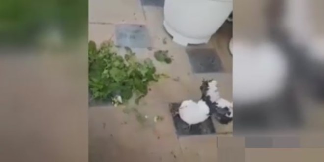 E�ine �i�ek g�t�ren ku�