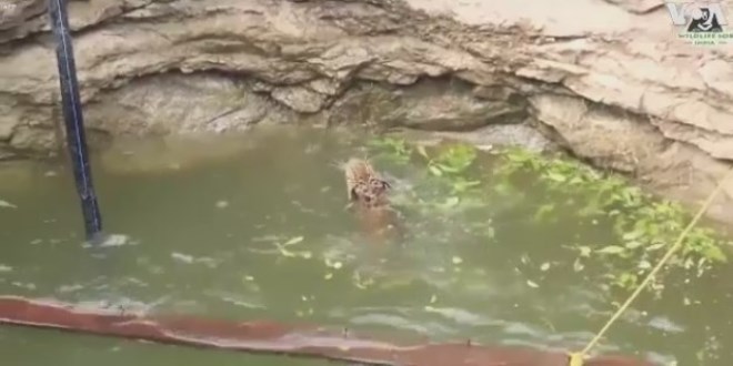 Su kuyusuna d��en leopar� b�yle kurtard�lar