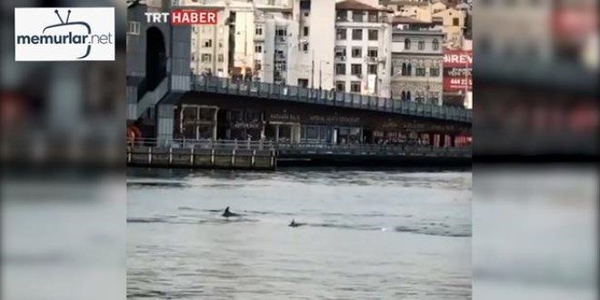 Yunuslar�n bo�az keyfi