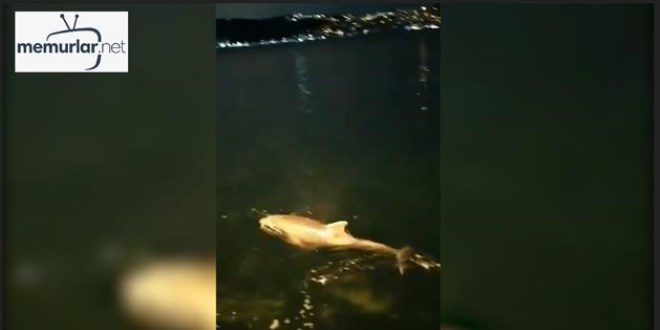 Yunuslar Ortak�y sahilde g�r�ld�