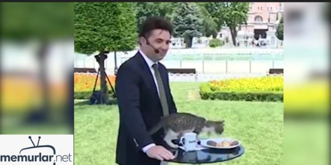 Kedi canl� yay�nda spikerin �erezlerini yedi