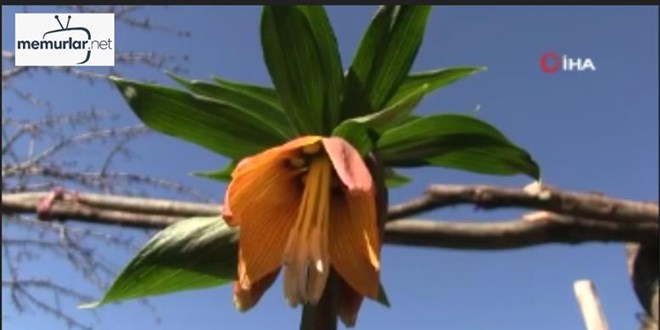 Bu �i�e�i koparan bir ara� fiyat� kadar ceza �d�yor