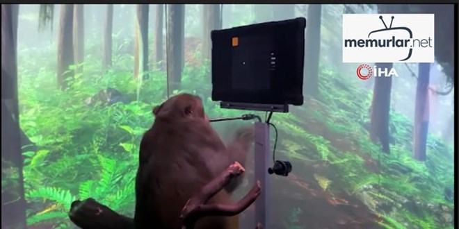 Maymun Pager beyin g�c�yle bilgisayar oyunu oynad�