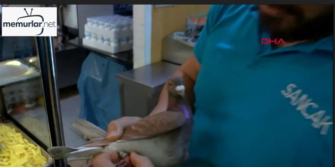 Posta G�vercini, Berlin'deki T�rk D�nercide Mola Verdi