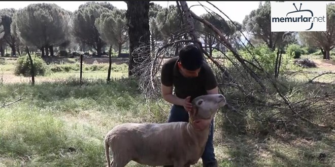 Gen� m�hendis devlet deste�iyle hayali olan �iftli�ini kurdu