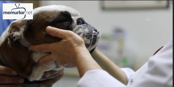 K�k h�cre can dostlar�n tedavisinde de umut oluyor (2)