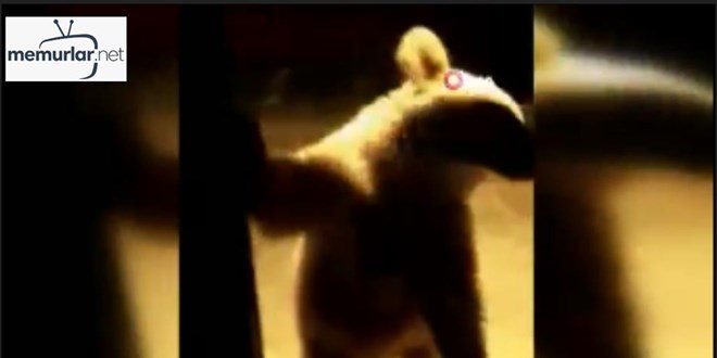 'Cam�n �n�ne gelip yiyecek istediler'