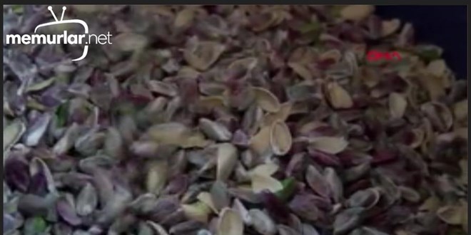 Antep f�st���nda rekolte d��t�! Tarlada 28, tezgahta 120 TL...