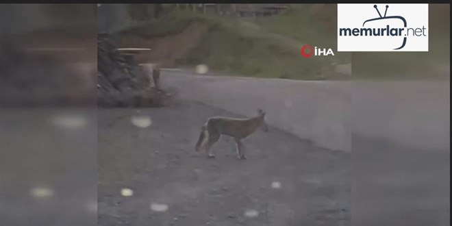 Mahallenin bir sakini gibi dola�an rahat tilki