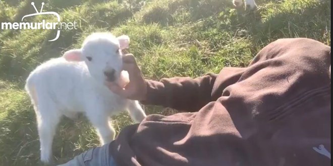 �lgi isteyen kuzu izleyenleri g�l�msetti