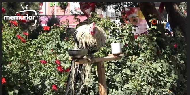 Bu horoz kendini 'papa�an' san�yor