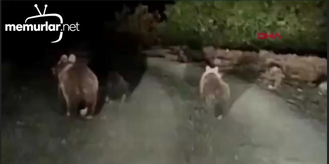 Bozay�, yavrular�yla yola indi