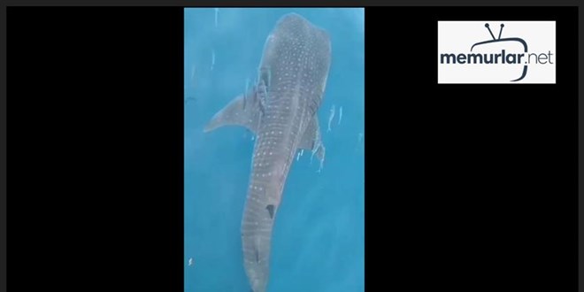 Hatay'da balina k�pek bal��� g�r�nt�lendi!