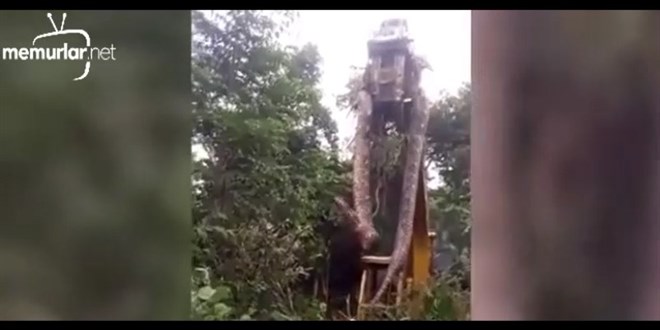 Ya�mur ormanlar�nda d�nyan�n en b�y�k y�lan� g�r�nt�lendi