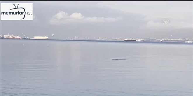 �zmit K�rfezi'ne yunuslar daha �ok gelmeye ba�lad�