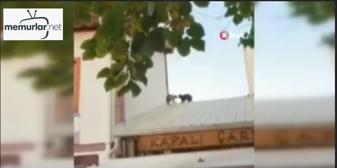 �at�da kavga eden kediler bebe�in �zerine d���yordu