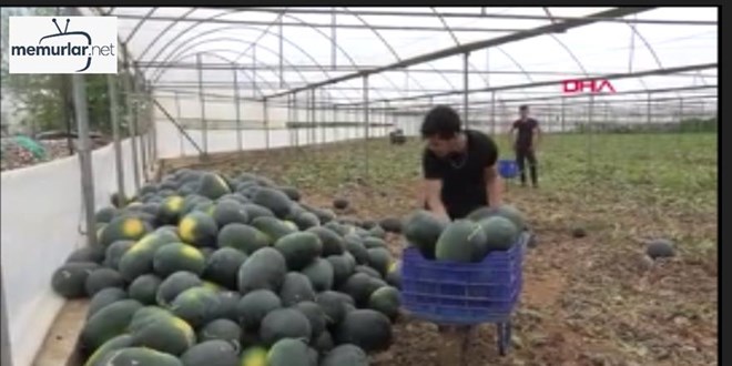 E�i a�eren kocalar i�in 'k��l�k karpuz'un kilosu 2 lira