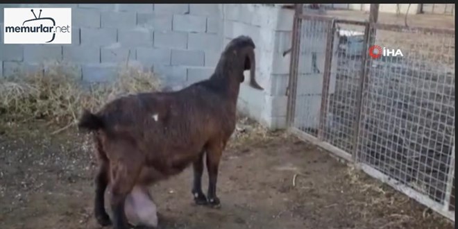 Bu ke�i g�nde 12 litre s�t veriyor