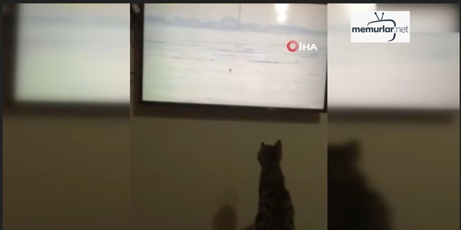 �orum'da belgesel sevdal�s� kedinin kendini fazla kapt�rd��� anlar kamerada