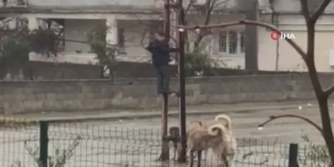 Sokak k�peklerinin sald�rd��� �ocuk elektrik dire�ine t�rmanarak kurtuldu