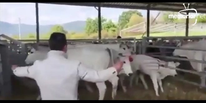 Annesi k�rba�lanan buza��n�n intikam� b�yle oldu!