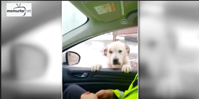 Polis aracının camına yanaşan köpeği polis elleriyle besledi