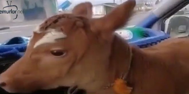 ���mesin diye buza��ya otomobille servis