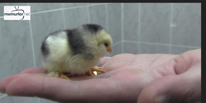 Biyoloji ��retmeni, kulu�ka makinesinde civciv �reterek ders anlat�yor