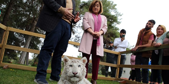 Villada ele ge�irilen beyaz kaplan Gaziantep'e getirildi