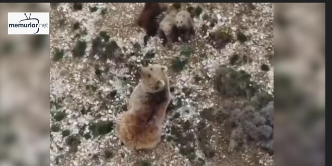 Erzincan'da �oban anne ay� ve 3 yavrusunu drone ile uzakla�t�rd�