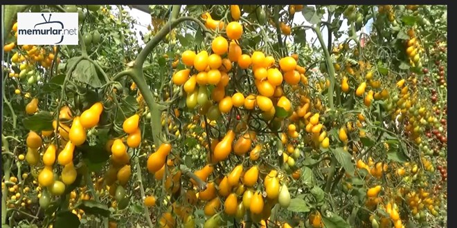 3 d�n�ml�k seras�nda domates �reten �ift�i 60 ton �r�n bekliyor